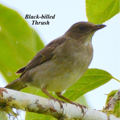 Black-billed Thrush